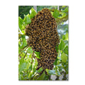 Swarm of Bees Canvas Art E49465