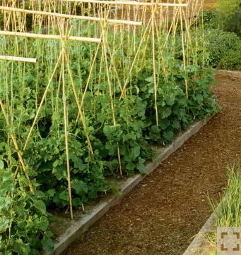 6' Natural Bamboo Garden Stakes (25 Pieces) N231