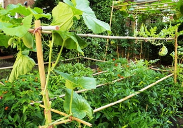 6' Natural Bamboo Garden Stakes (25 Pieces) N231